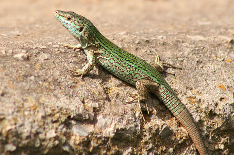 ENTRAR 1 clik: Podarcis Pityusensis
